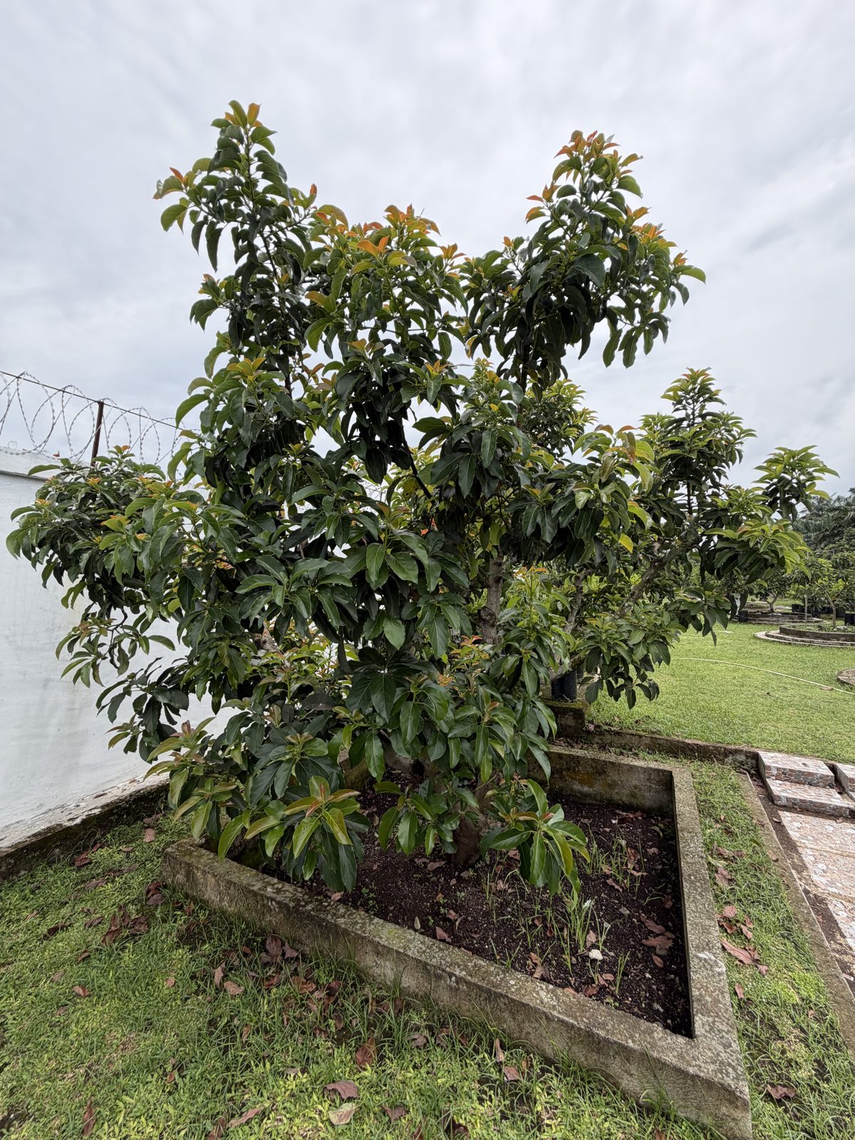 Pohon alpukat berbuah