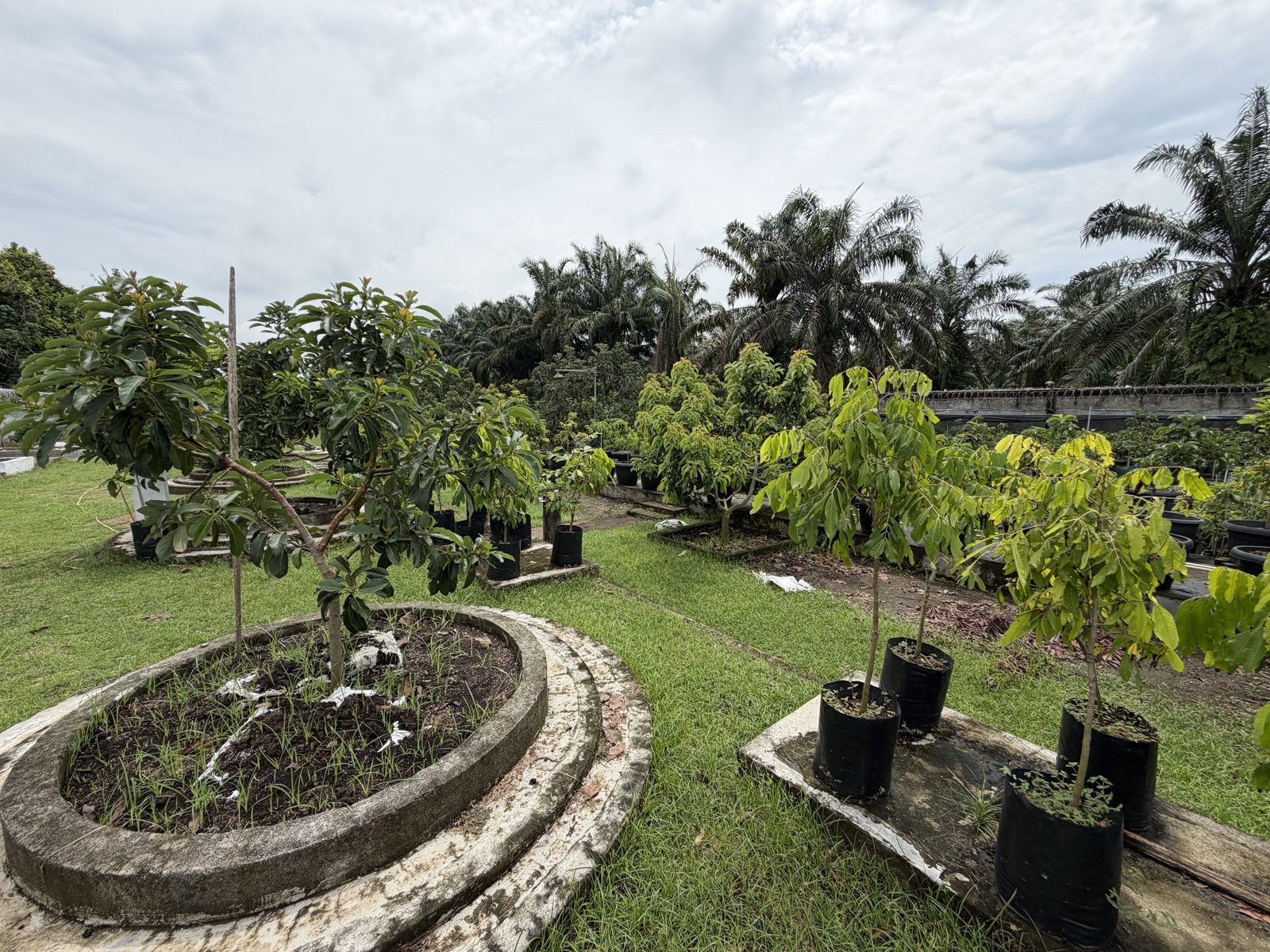 Kebun alpukat hijau dan subur Pondok Avocado Deli Serdang