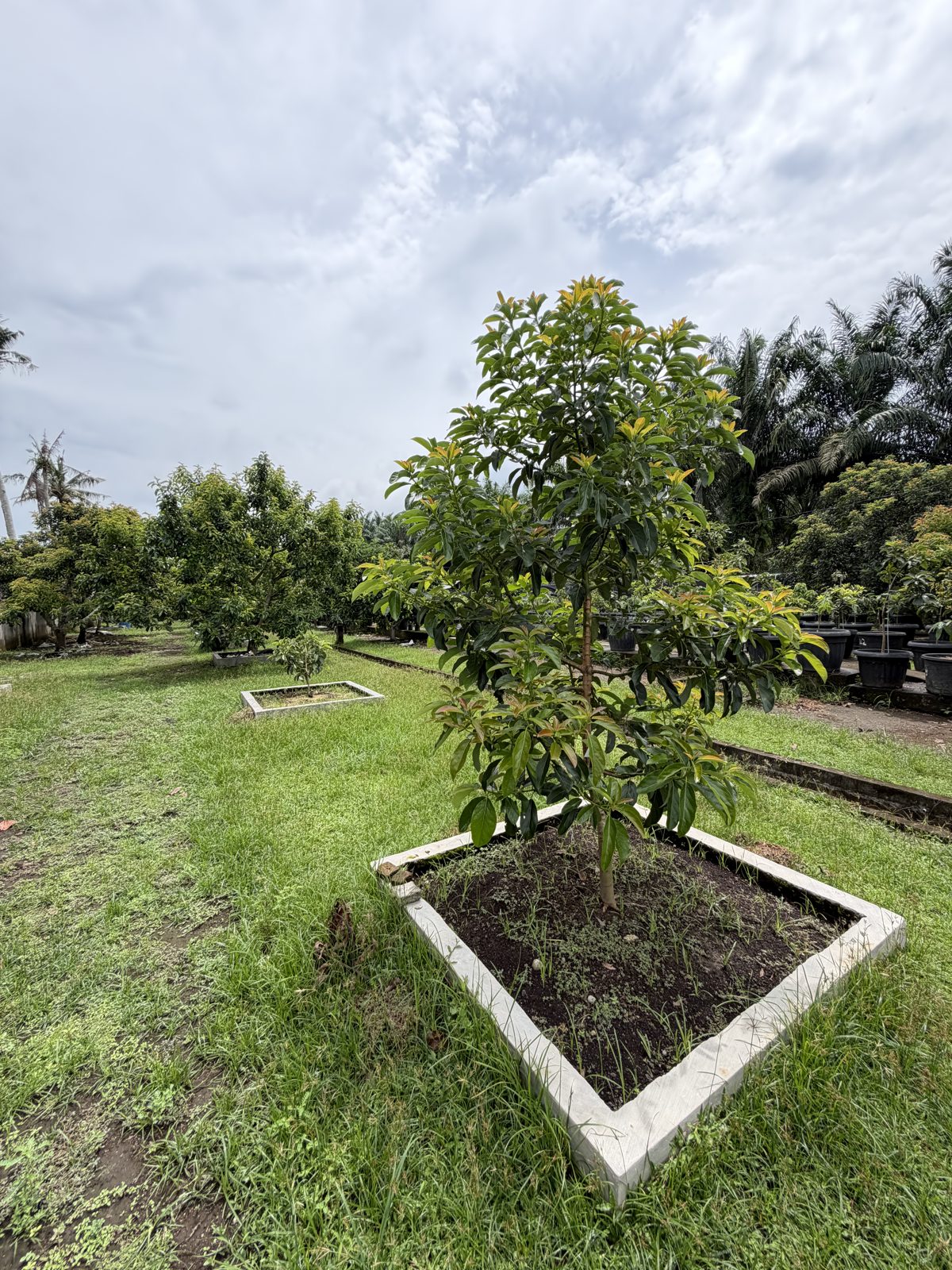 Kebun alpukat tertata rapi