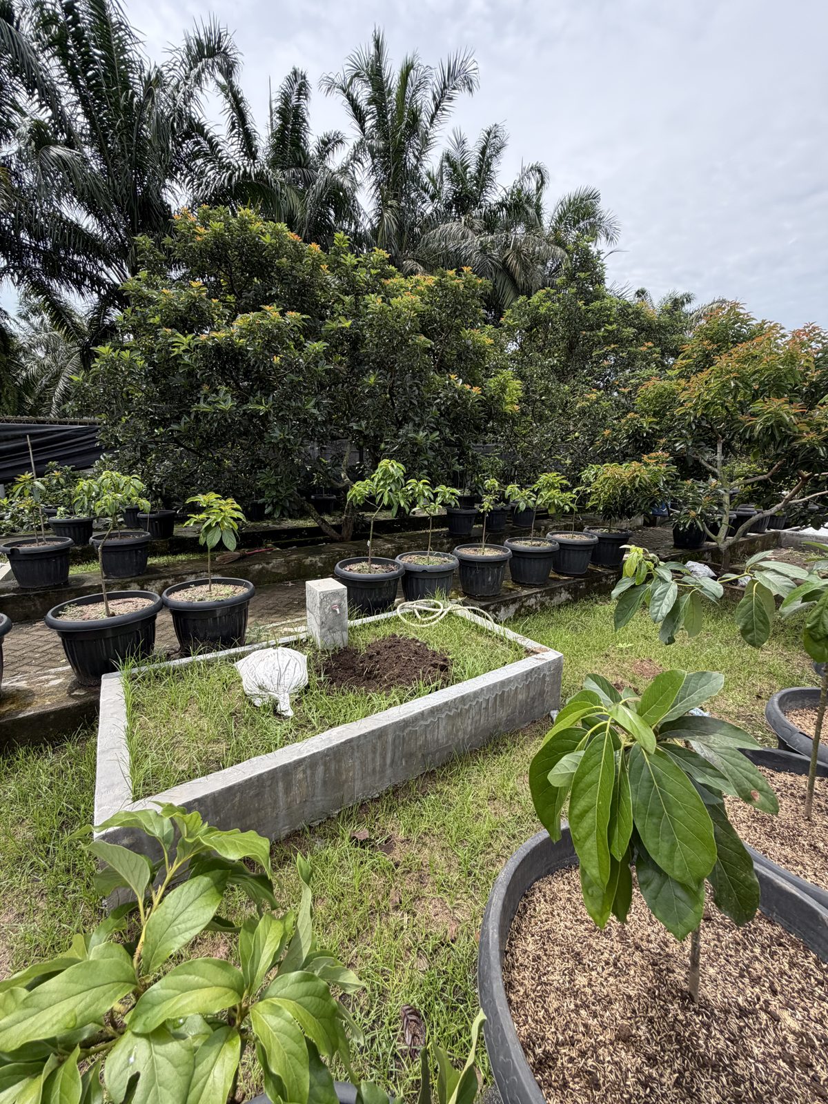 Pohon alpukat dewasa di kebun yang subur
