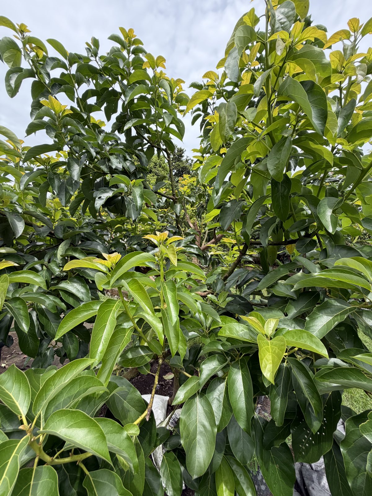 Pohon alpukat produktif