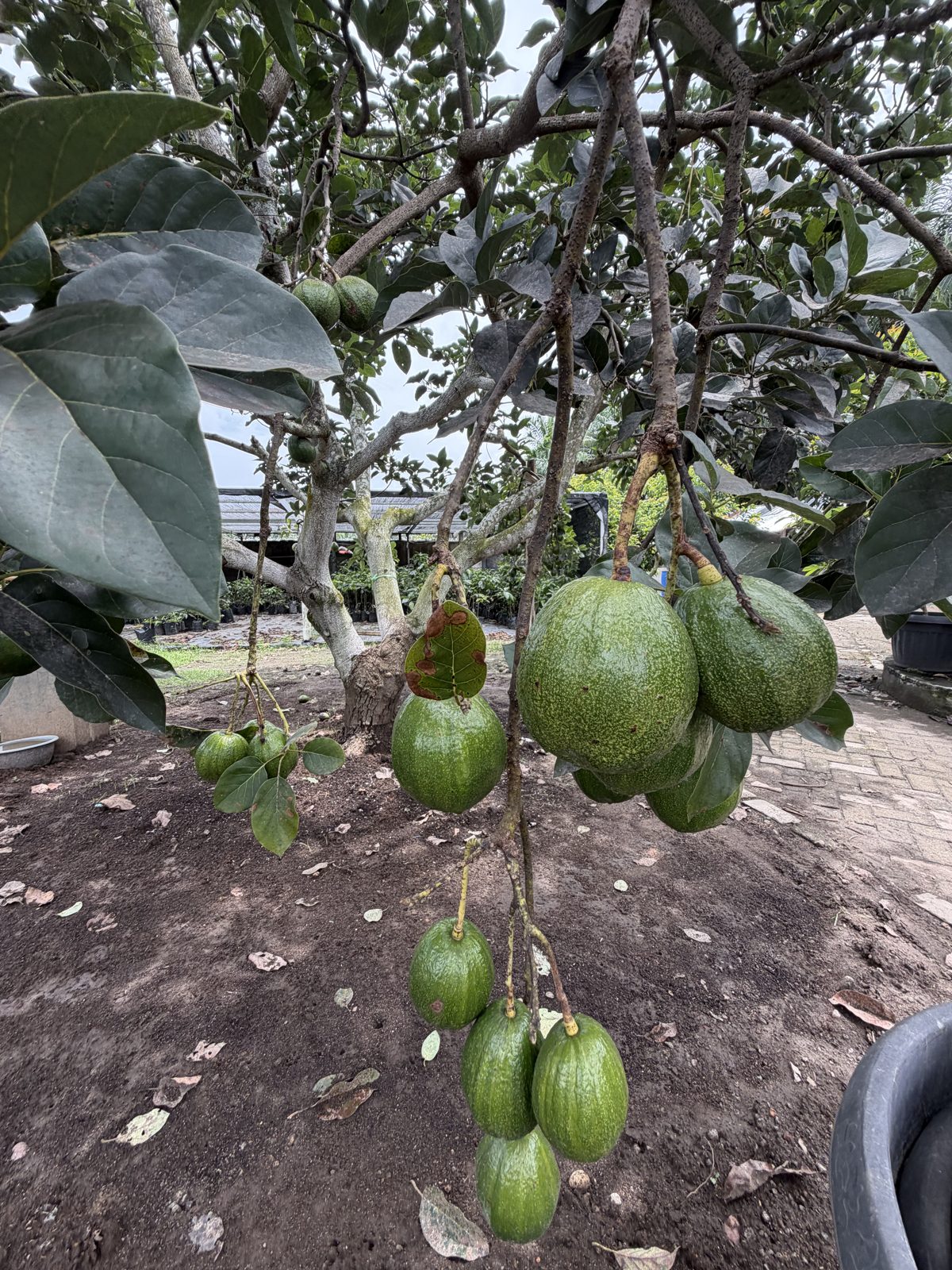 Buah alpukat di pohon