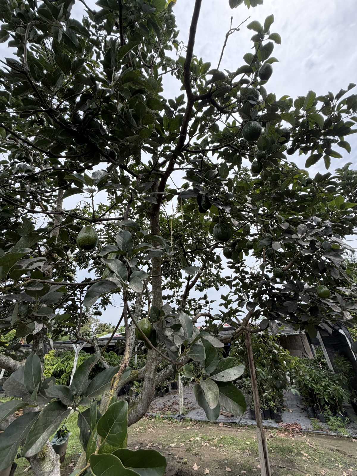 Buah alpukat menggantung