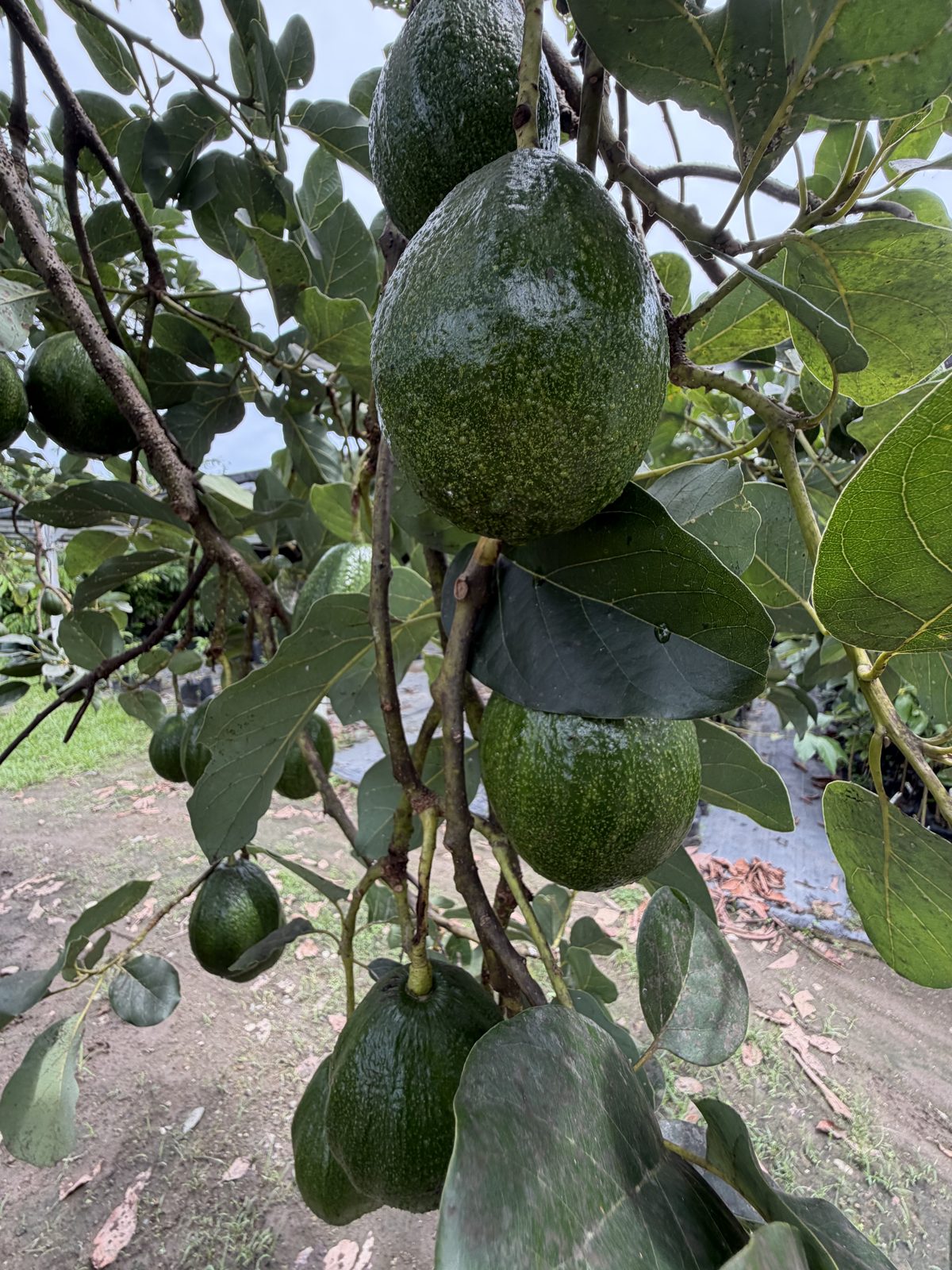 Bibit alpukat Miki dengan buah di pohon
