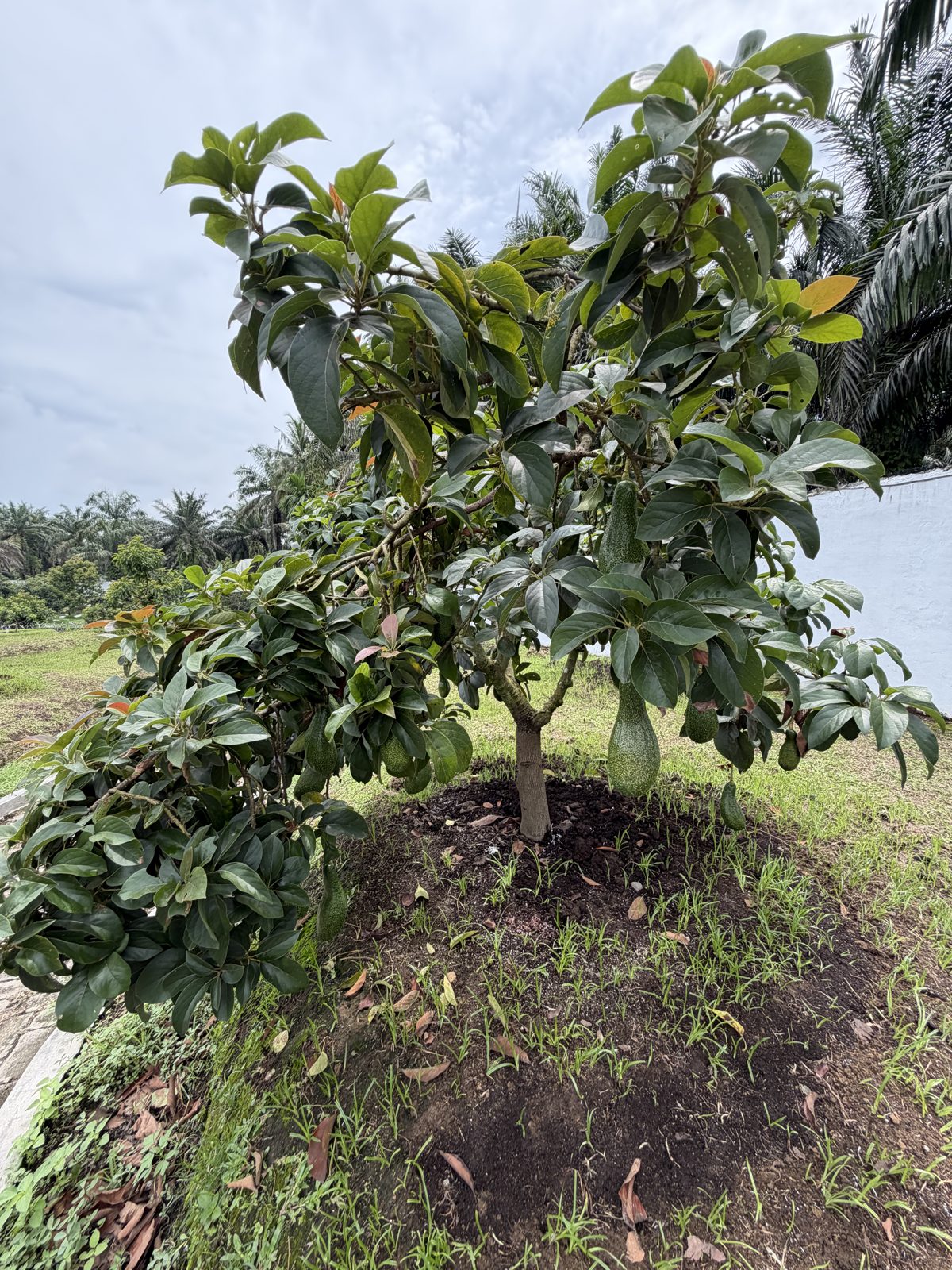 Tanaman alpukat di kebun