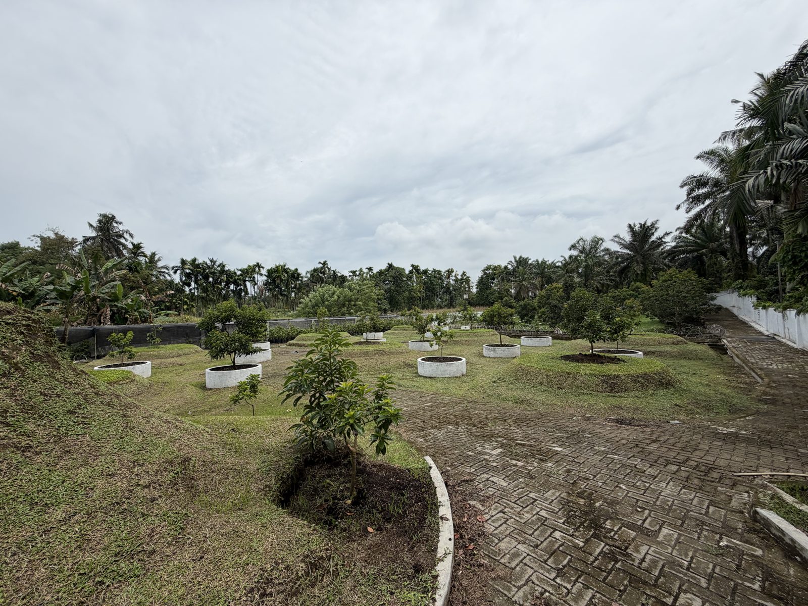 Kebun alpukat luas dan subur