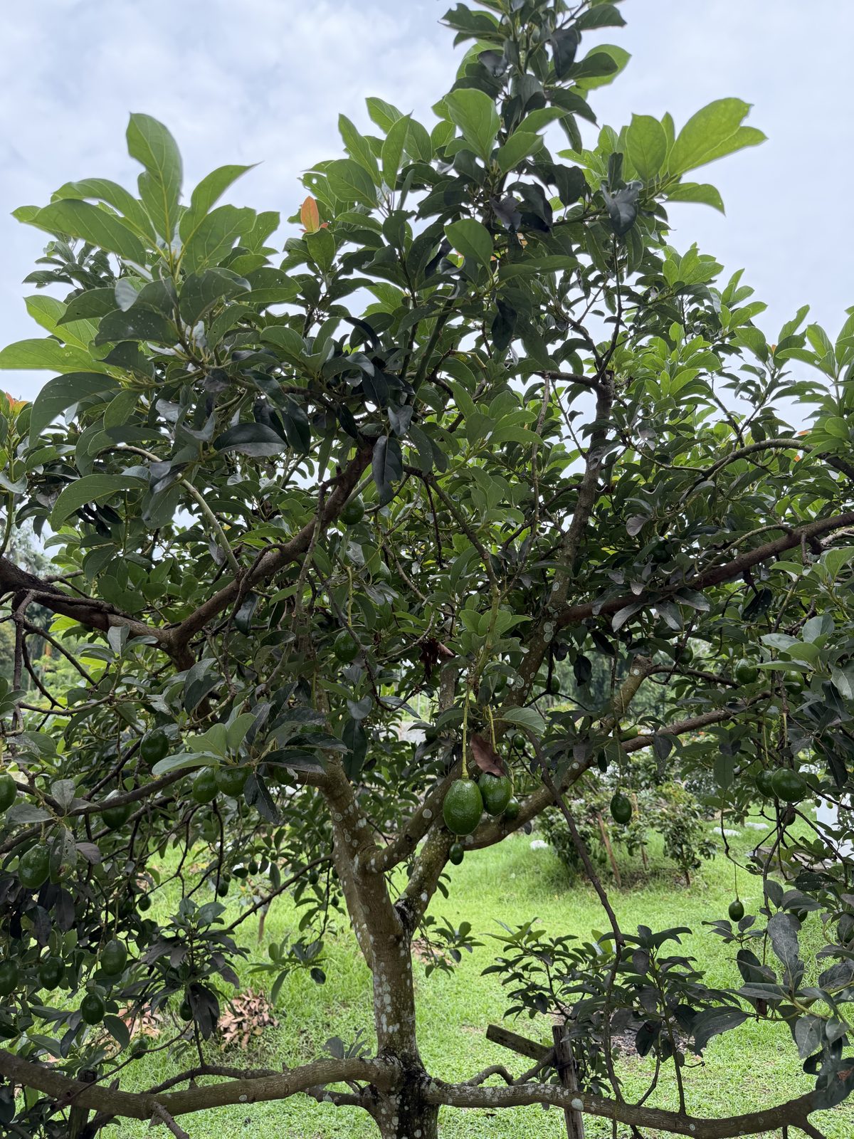 Pohon alpukat hijau