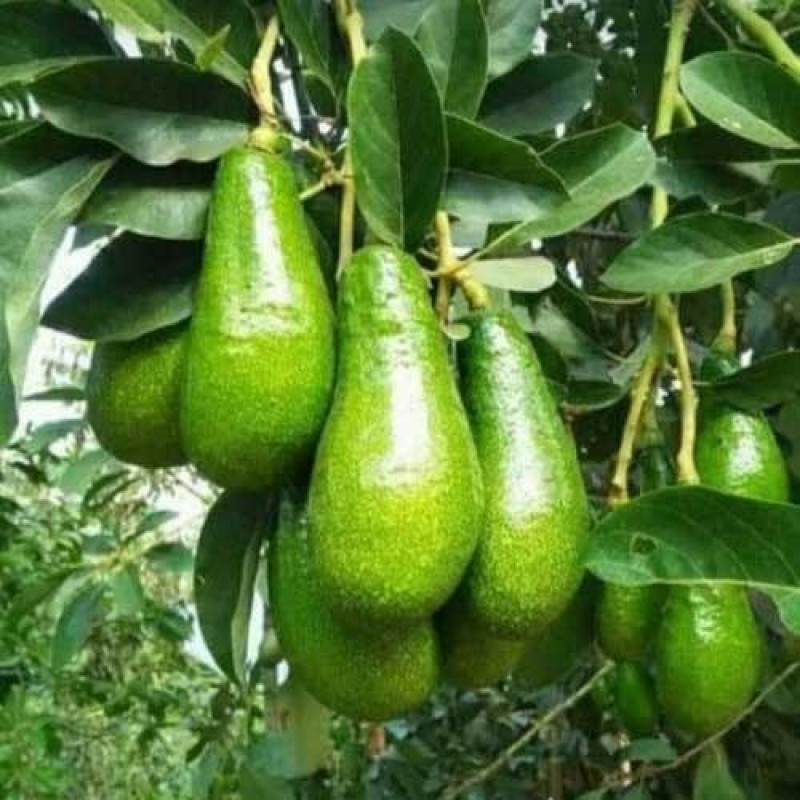Bibit alpukat Aligator buah memanjang